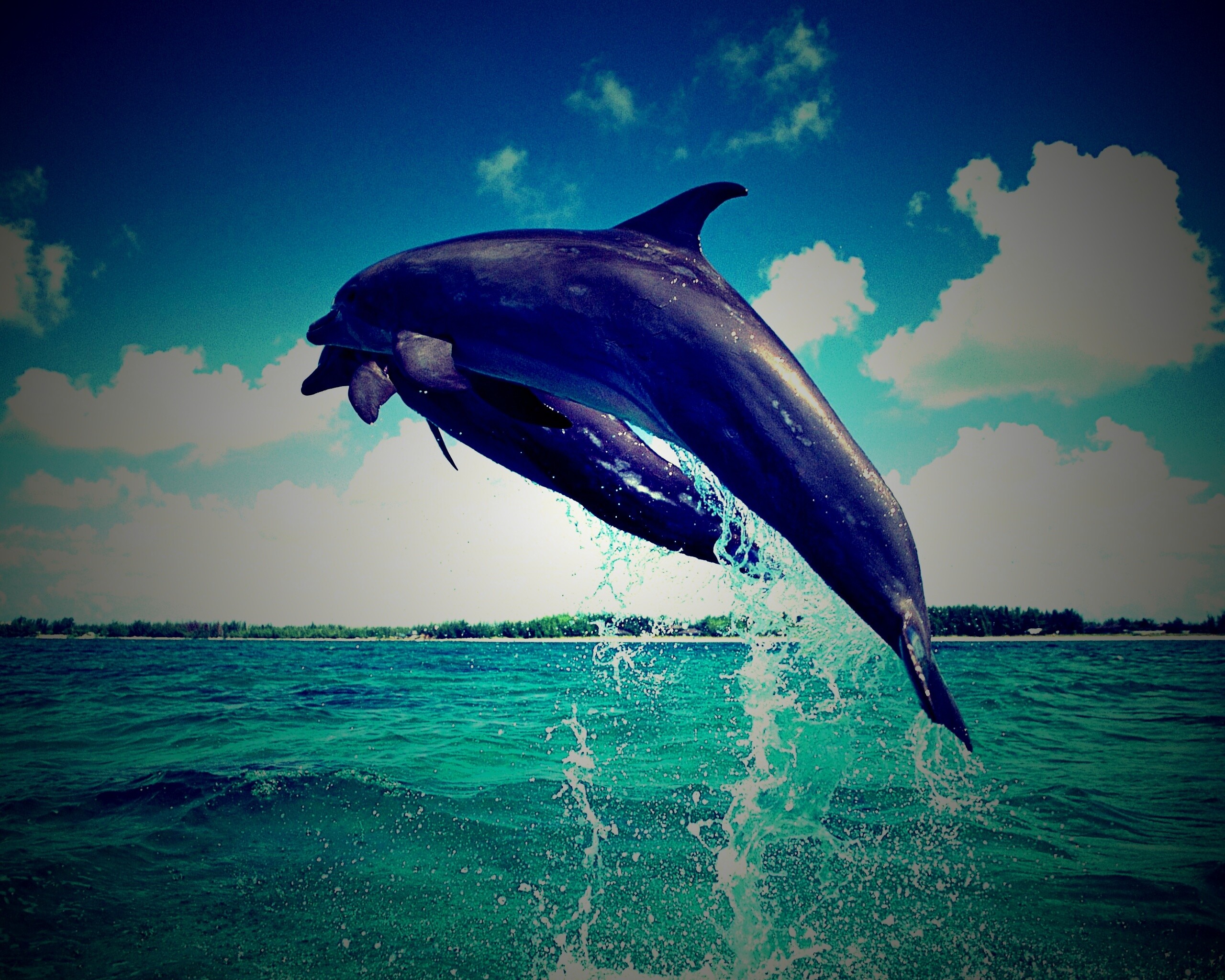 Дельфины обои
