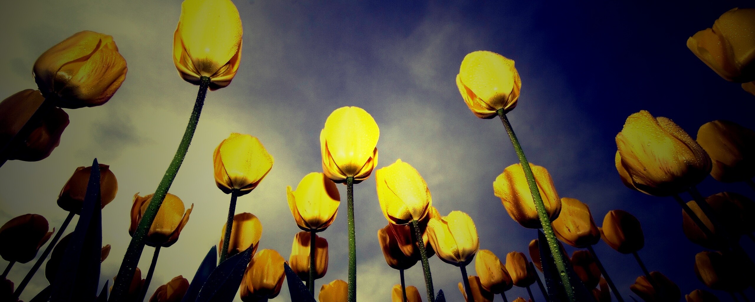 природа желтые цветы небо облака тюльпаны загрузить