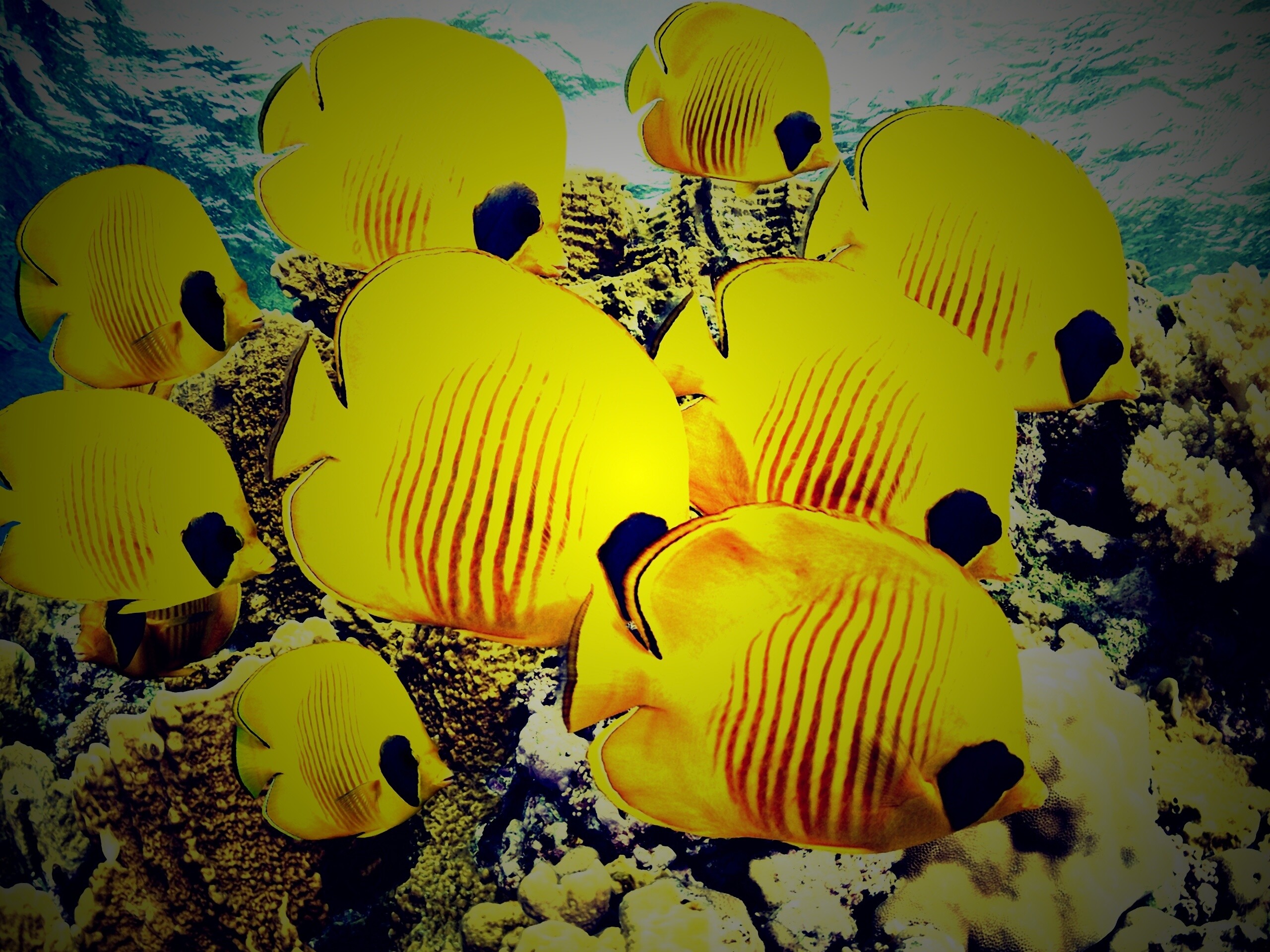 Желтая рыбка бесплатно