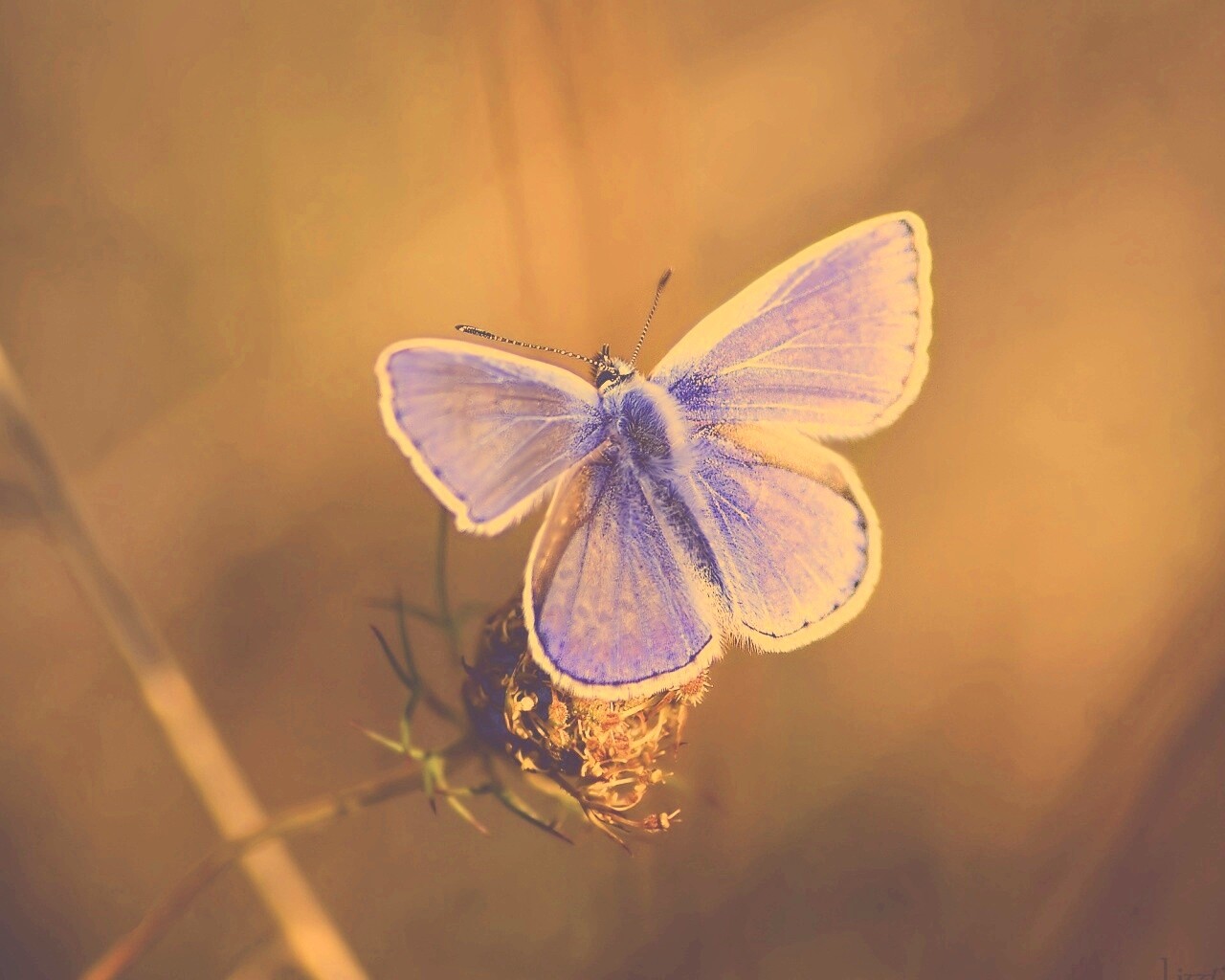 Бабочка с фиолетовыми крыльями обои