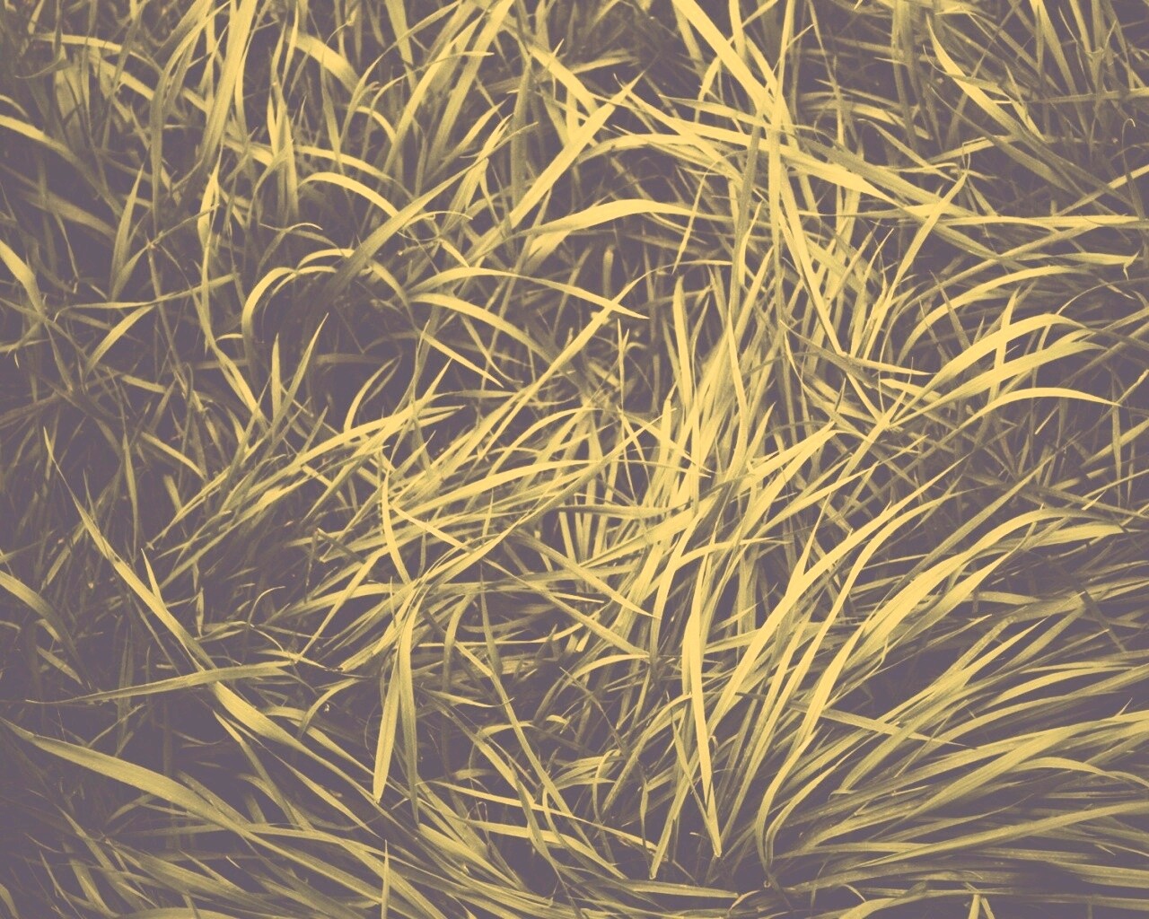 Блеклая трава обои