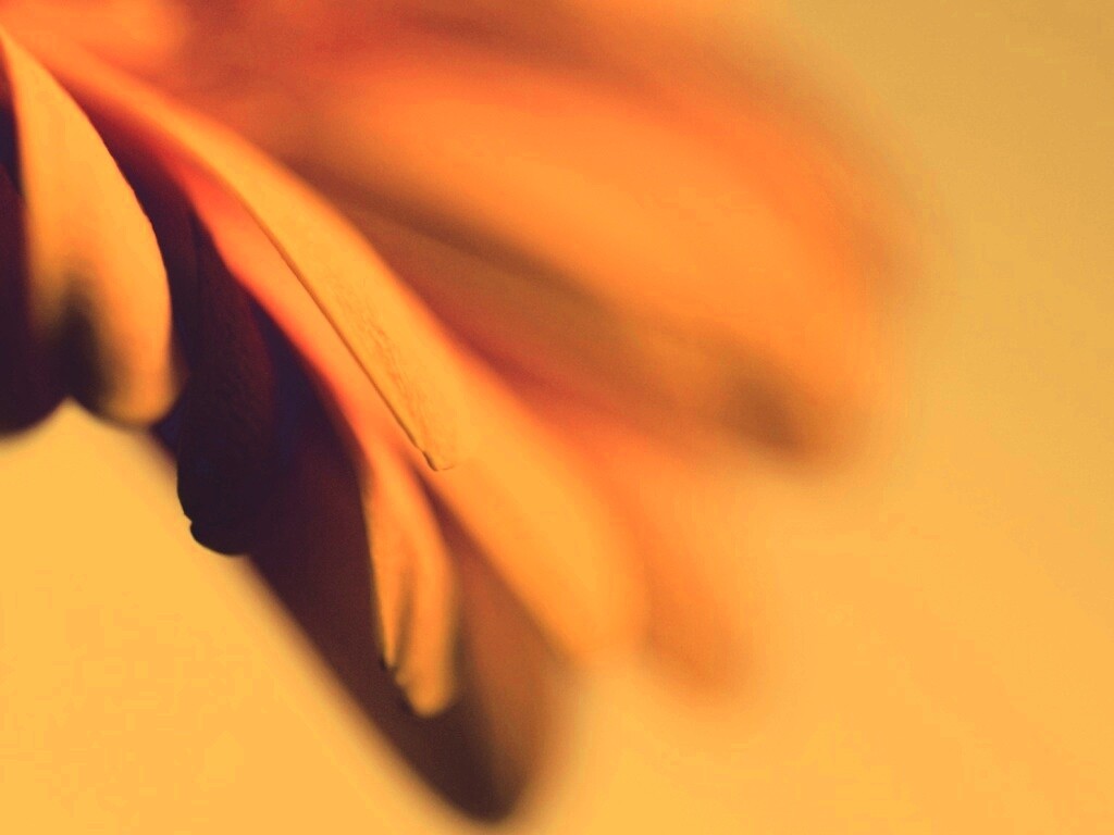 Лепестки цветка в макро обои