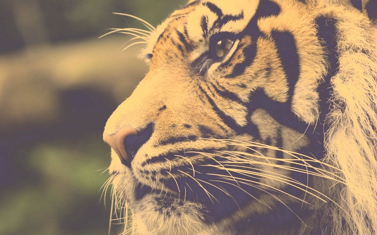 Взгляд тигра обои