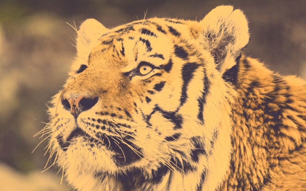 Амурский тигр обои
