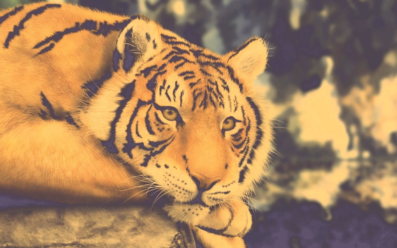 Грустный тигра обои