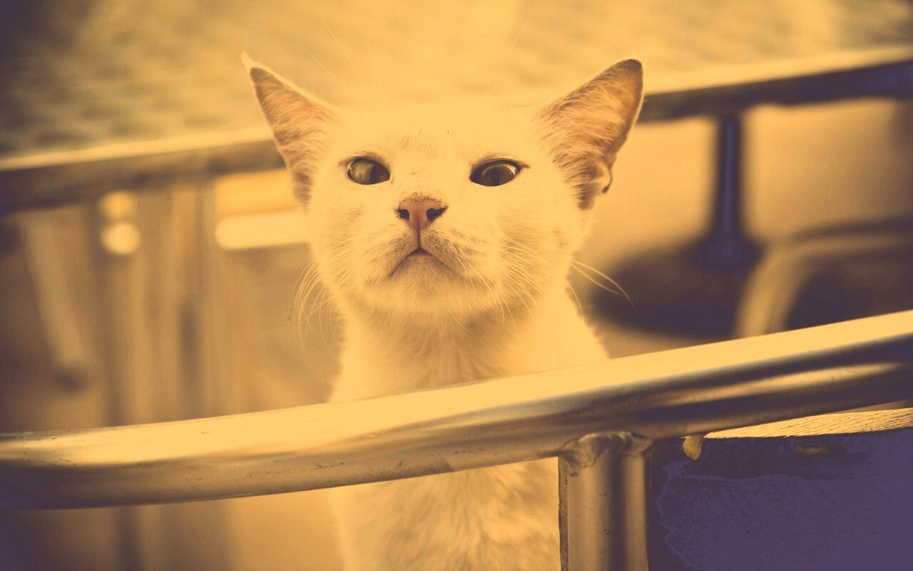 Настороженно принюхивающийся кот обои