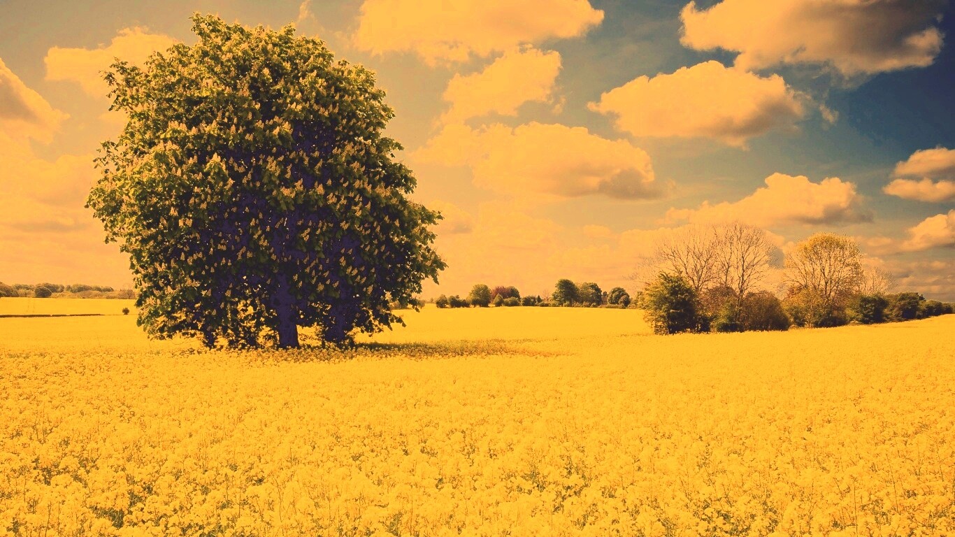 Каштан на цветочном поле обои