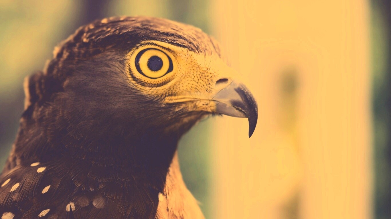 Взгляд орла обои
