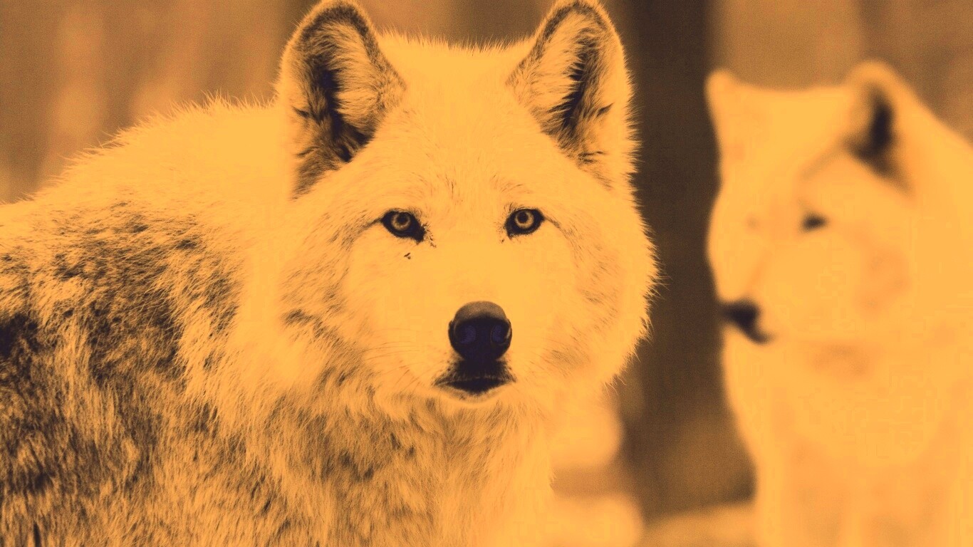 Белые волки обои