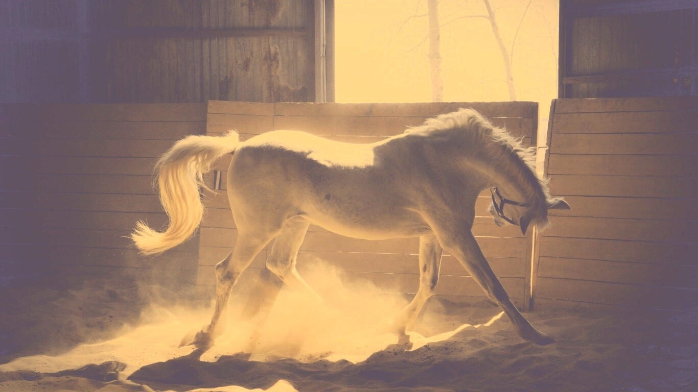 Белая лошадь в загоне обои