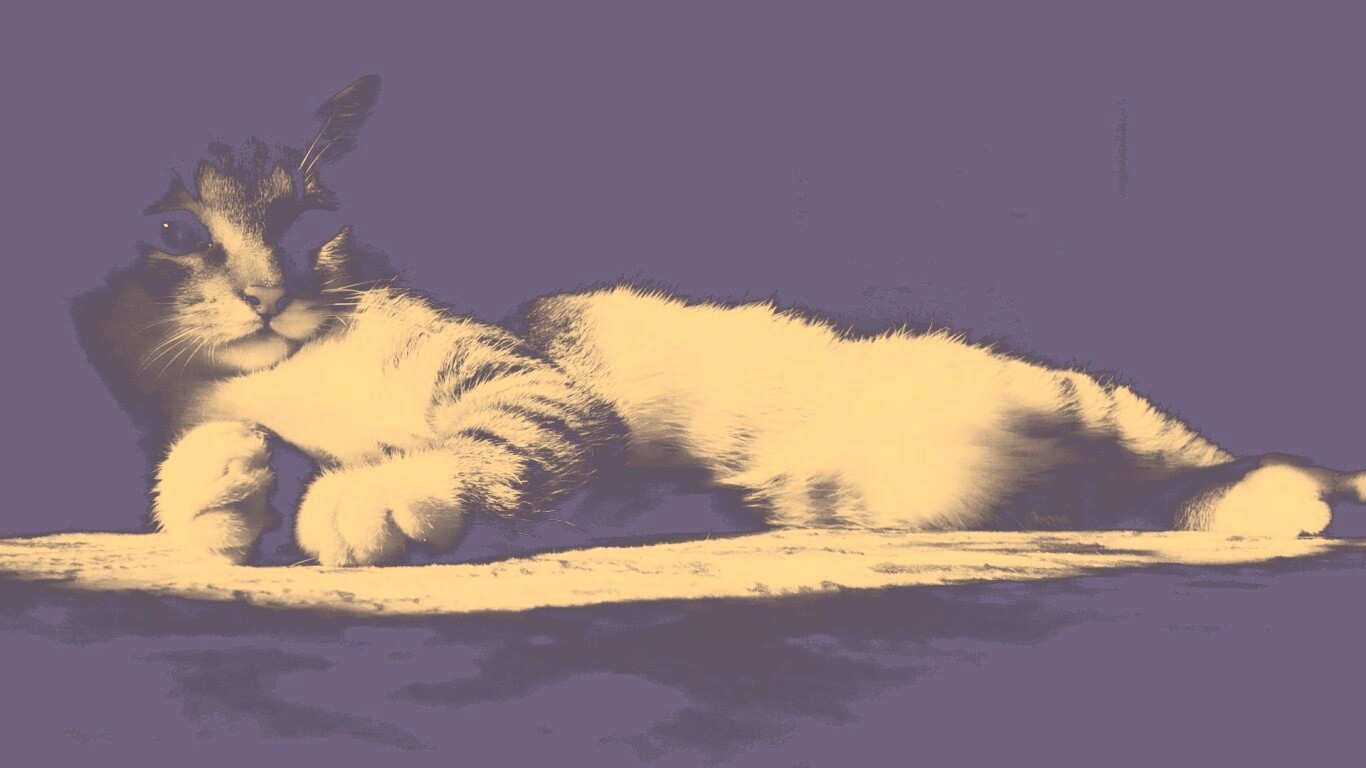 Котик в тени обои