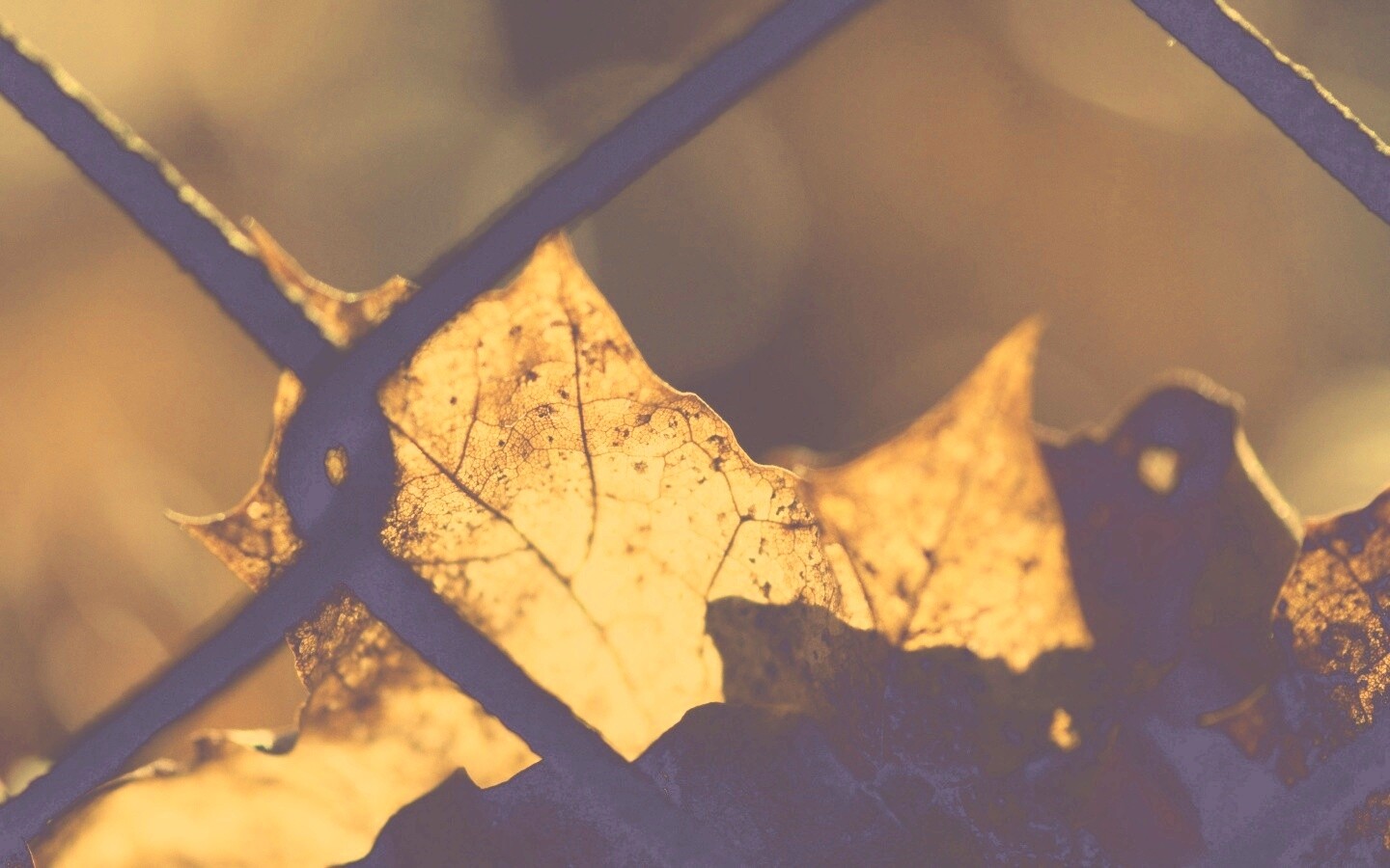 Осенний лист на забором обои