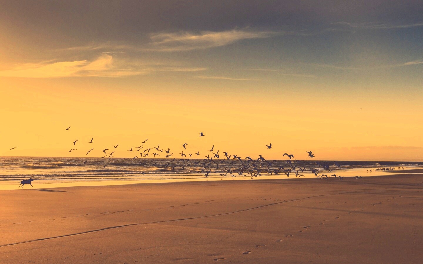Стая птиц на пляже обои