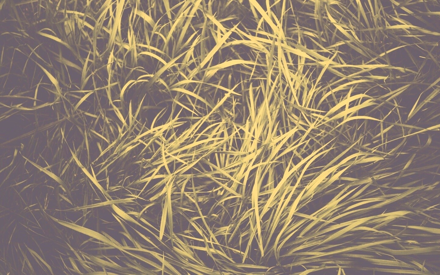 Блеклая трава обои
