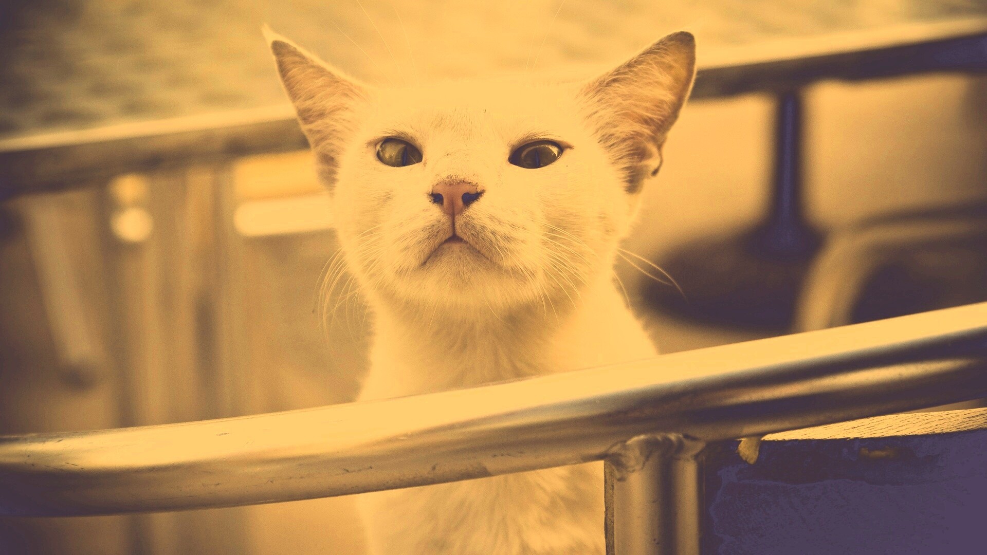 Настороженно принюхивающийся кот обои