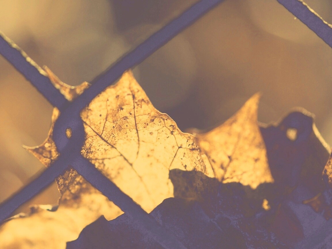 Осенний лист на забором обои