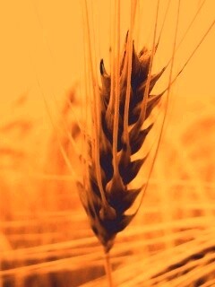 Короткий колос обои