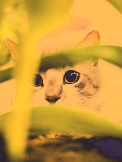 Кот в засаде обои