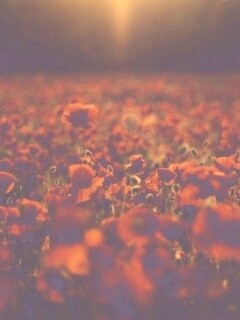 Маки в полях обои