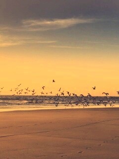 Стая птиц на пляже обои