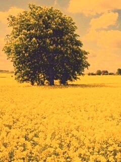 Каштан на цветочном поле обои