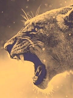 Грозный львиный рык обои