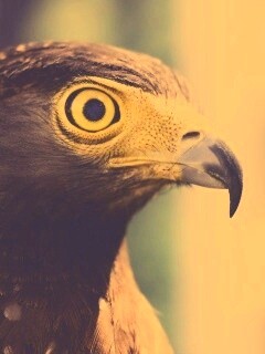 Взгляд орла обои