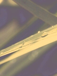 Капли росы на листе обои