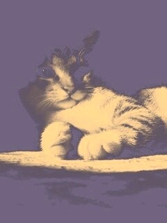 Котик в тени обои