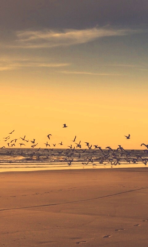 Стая птиц на пляже обои