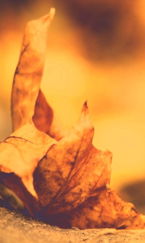 Пламенеющий осенний лист обои