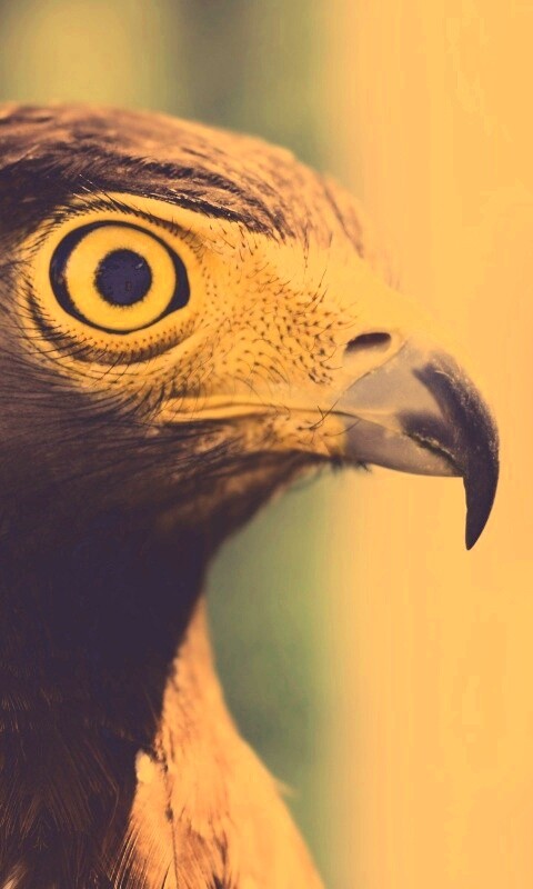 Взгляд орла обои