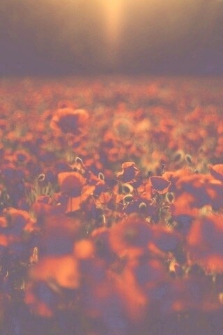 Маки в полях обои