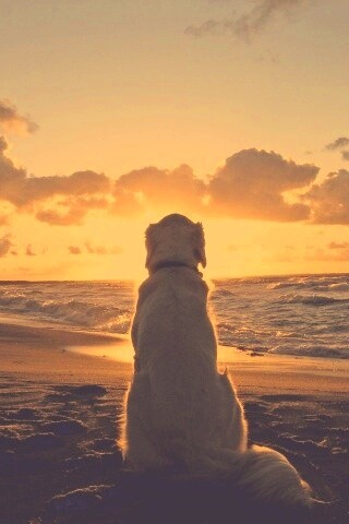 Собака наблюдающая закат на пляже обои