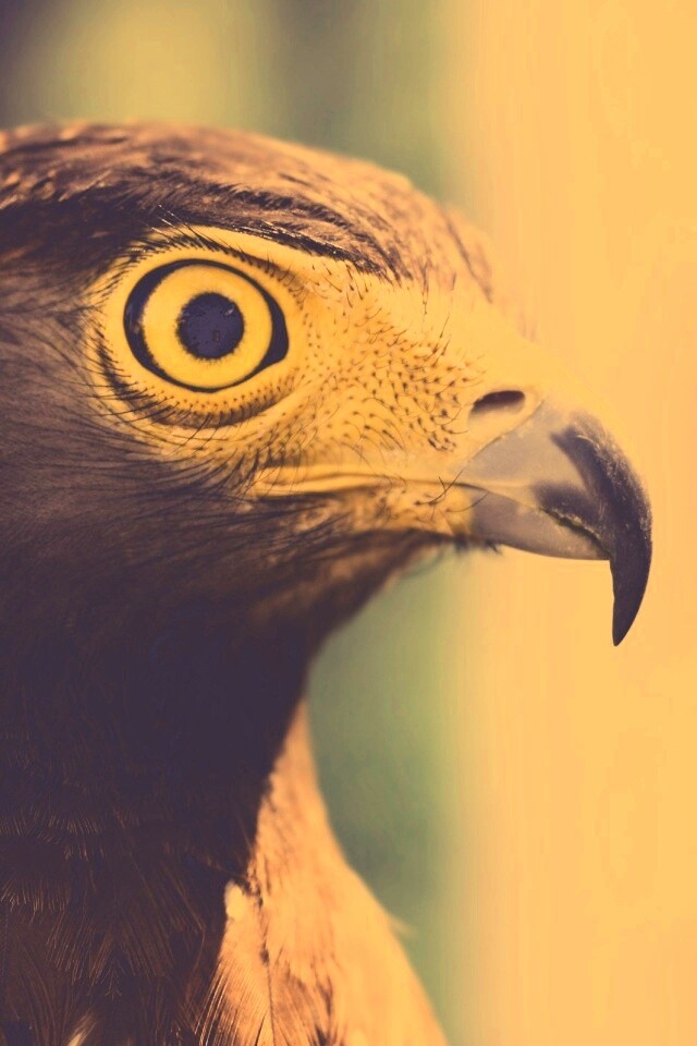 Взгляд орла обои