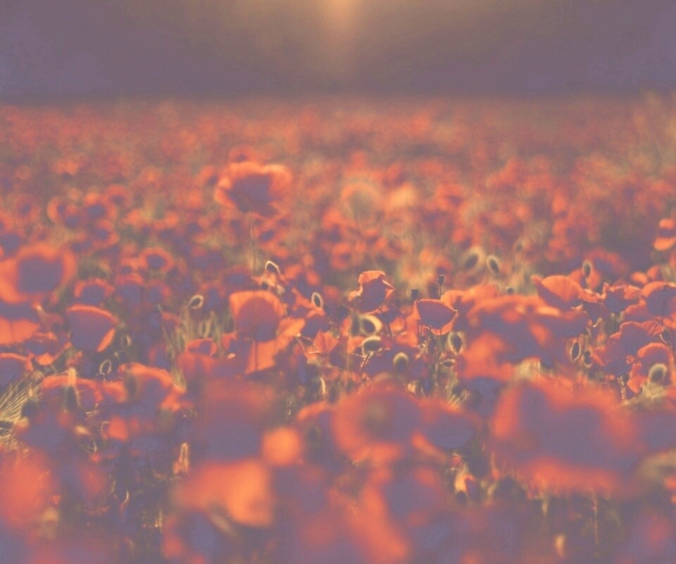 Маки в полях обои