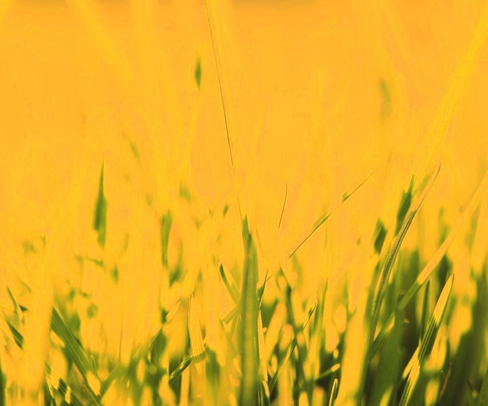 Ярко зеленая трава обои