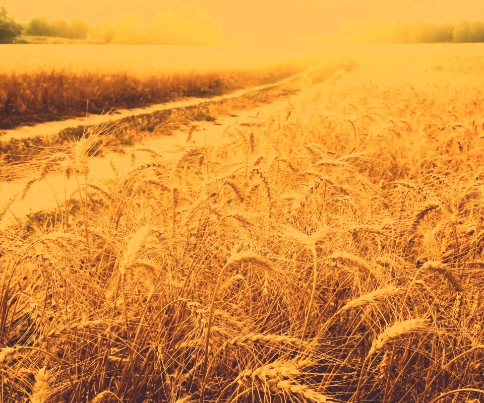 Речка среди поля обои