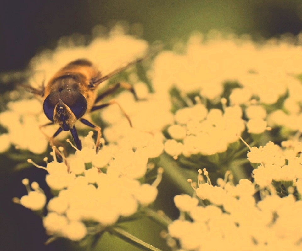 Пчела на нежный белых цветах обои