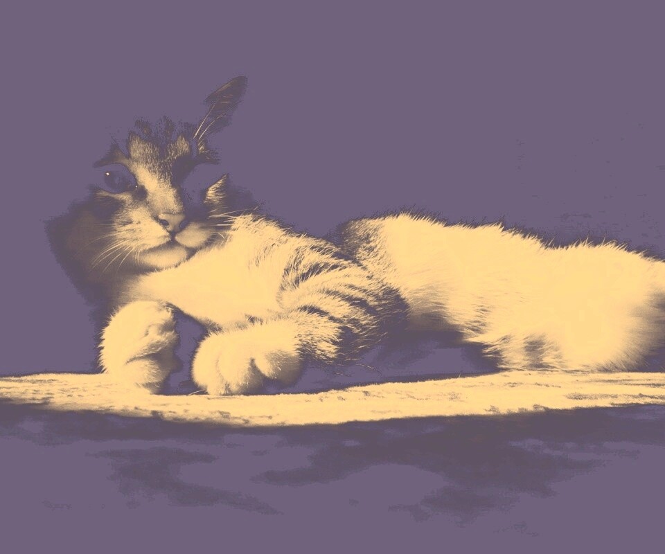 Котик в тени обои