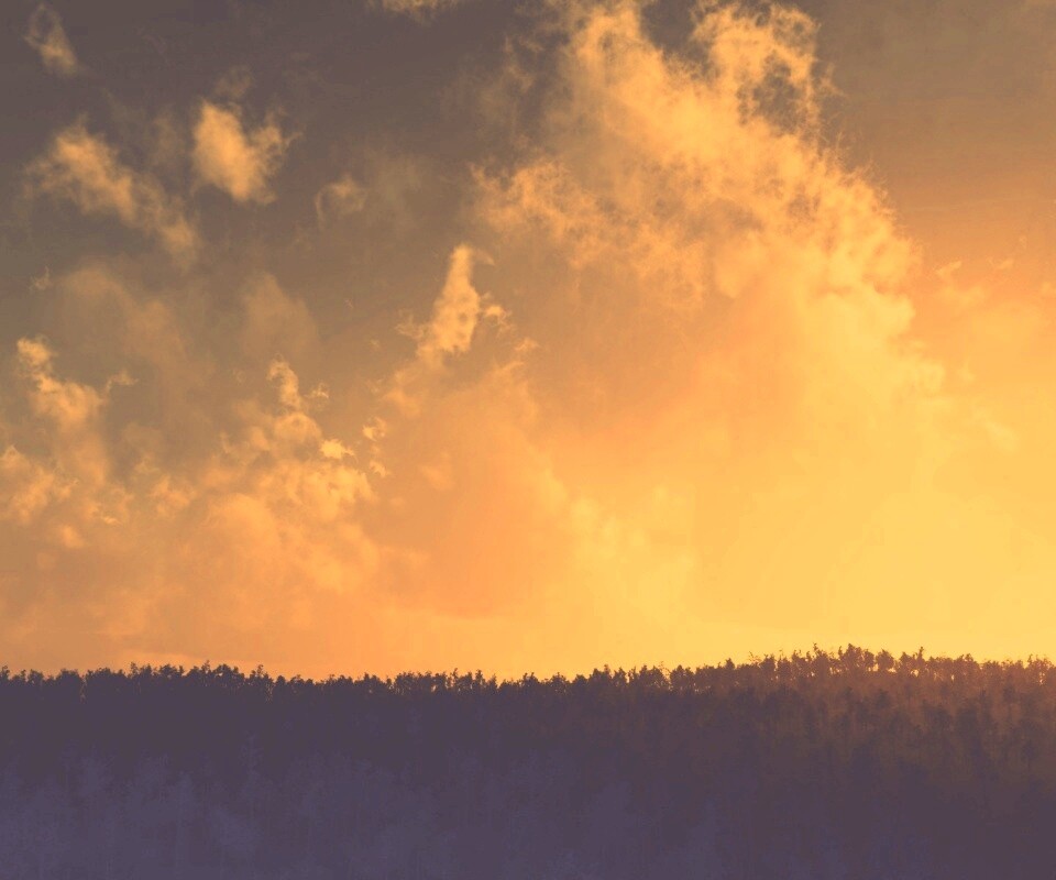 Закат над лесом обои