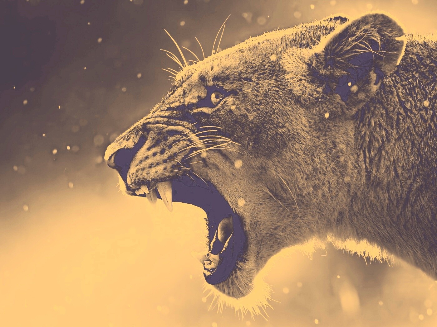 Грозный львиный рык обои