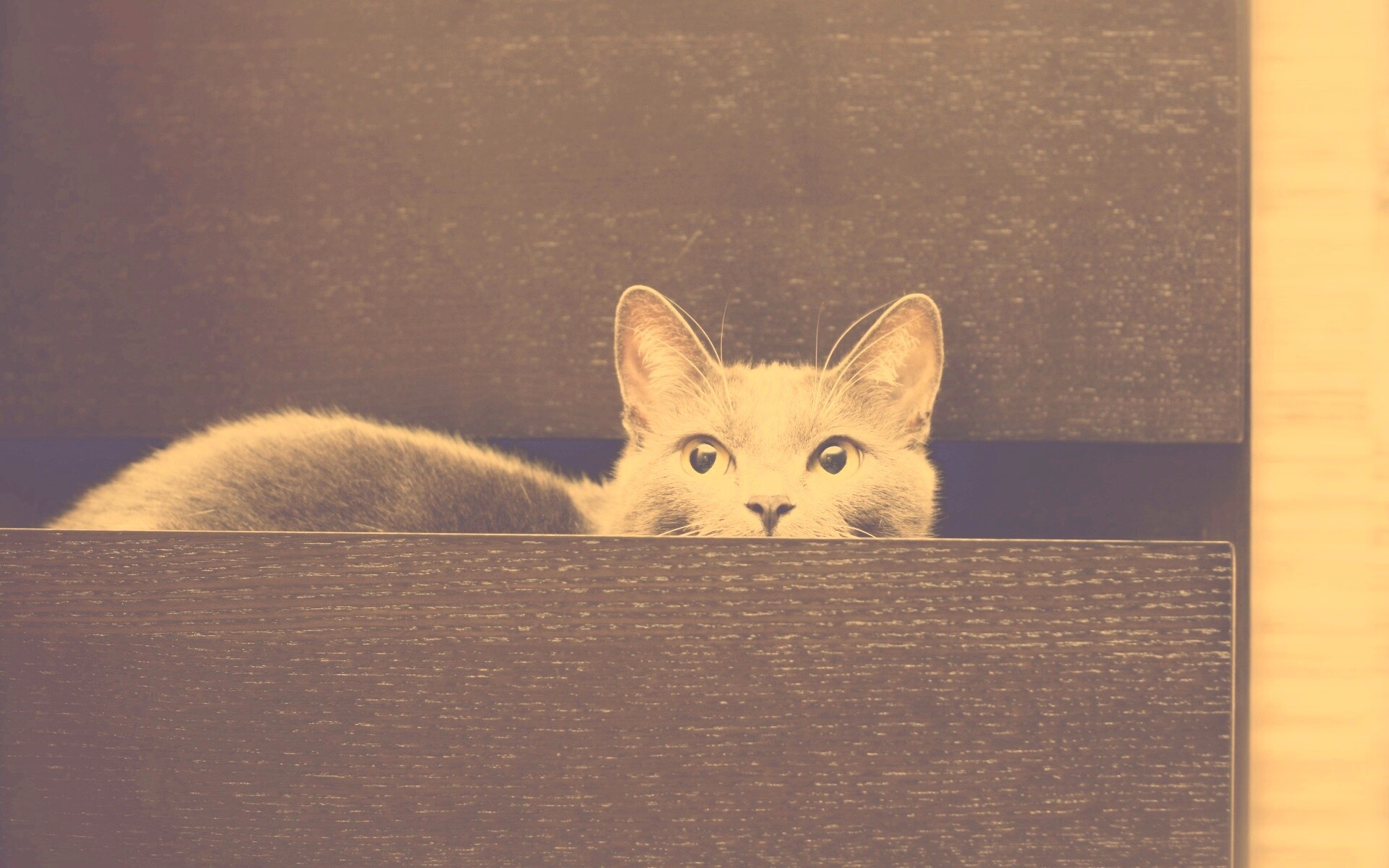 Кот в ящике комода обои