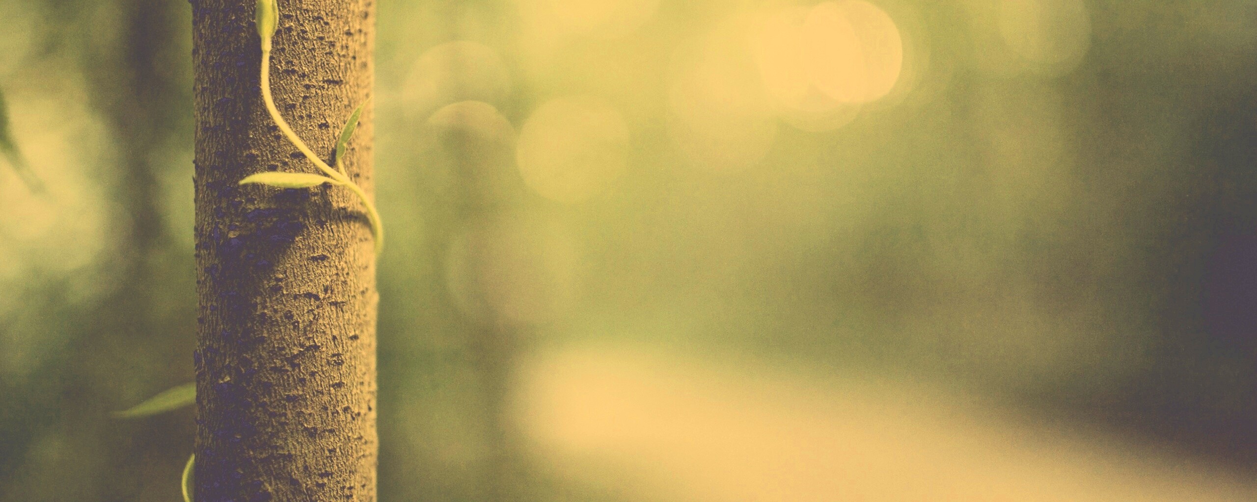 Стебелек на стволе деревца обои
