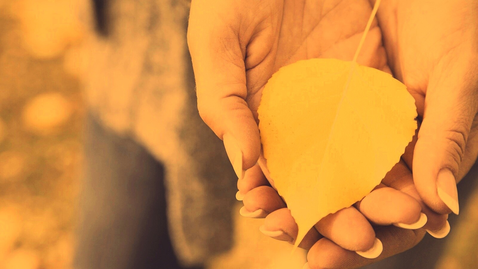 Осенний лист в руках обои