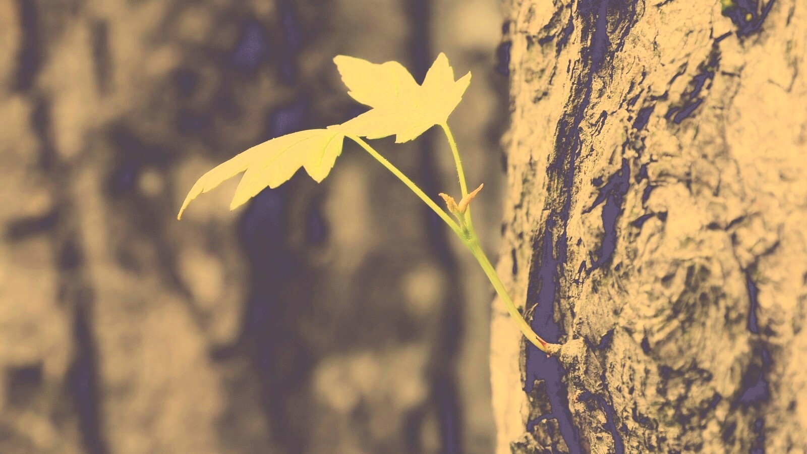 Молодой листик обои