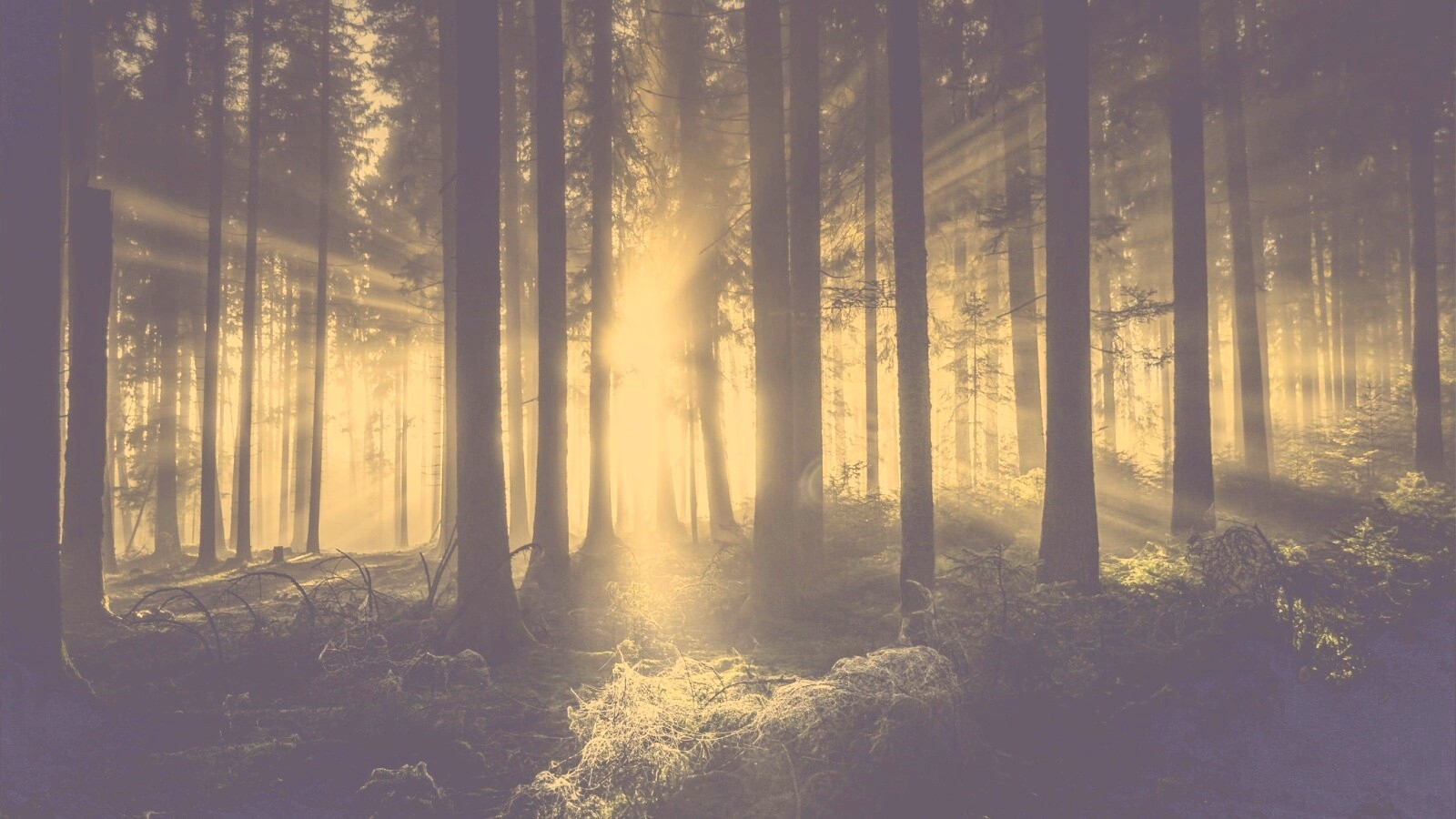 Свет пробивается сквозь стволы деревьев обои