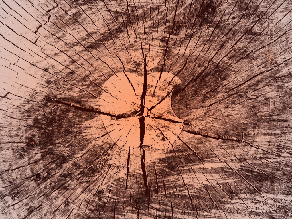 Логотип Apple на бревне обои