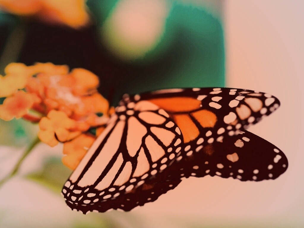Бабочка на цветке в макро обои