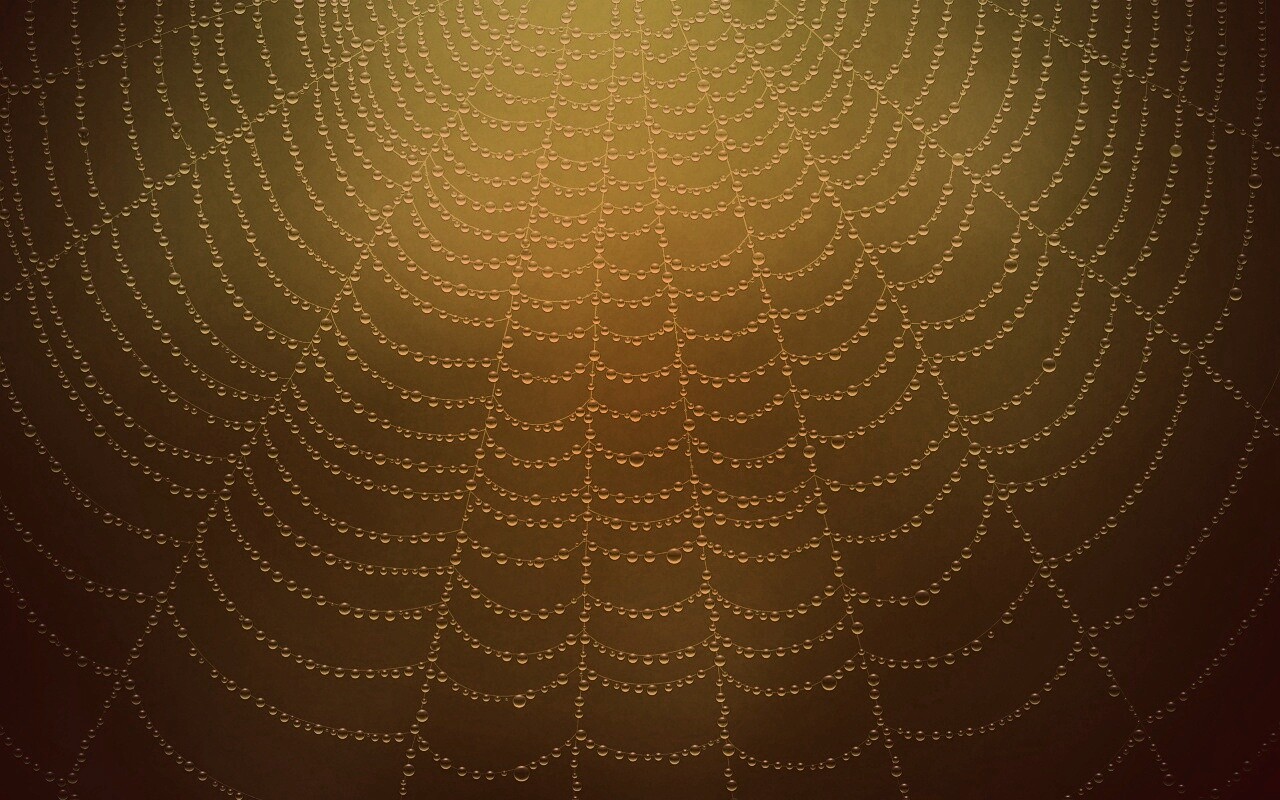 Роса на паутине обои